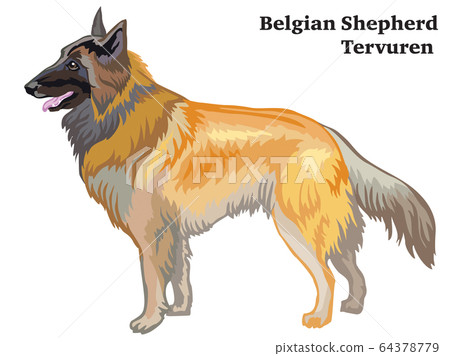 Colored decorative standing portrait of Belgian Colored decorative standing portrait of Belgian 64378779