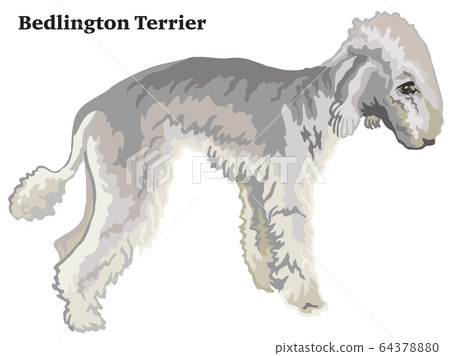 Colored decorative standing portrait of Bedlington Colored decorative standing portrait of Bedlington 64378880