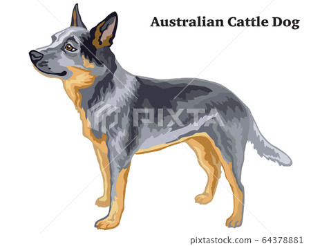 Colored decorative standing portrait of Australian Colored decorative standing portrait of Australian 64378881