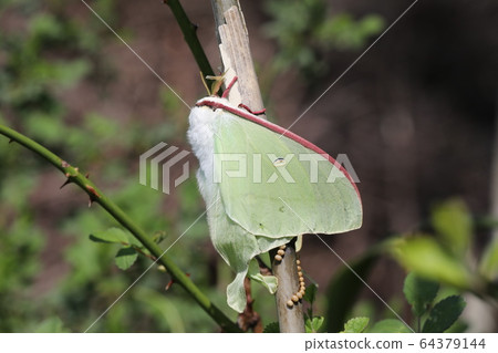  Long-tailed Mizuo 64379144