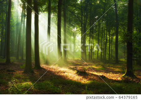 Beautiful morning in the forest Beautiful morning in the forest 64379165