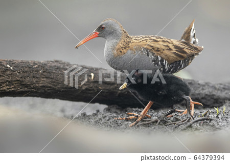 Water Rail (Rallus aquaticus) close up Water Rail (Rallus aquaticus) close up 64379394