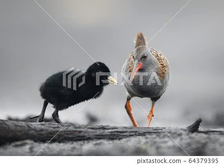 Water Rail (Rallus aquaticus) close up 64379395