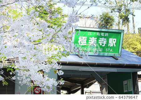 神奈川縣鎌倉市櫻花江之島電鐵線極樂寺站 神奈川縣鎌倉市櫻花江之島電鐵線極樂寺站 64379647