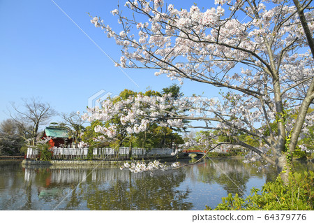 Sakura of Genpeiike, Tsuruoka Hachimangu, Kamakura City, Kanagawa Prefecture 64379776