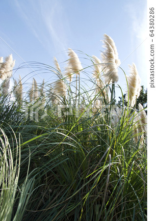 This plant is pampas grass. Scientific name Cortaderia selloana 64380286