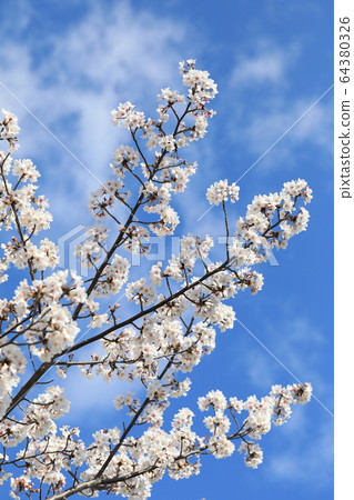 Cherry Blossoms   64380326