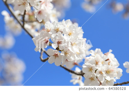 Cherry Blossoms Cherry Blossoms 64380328