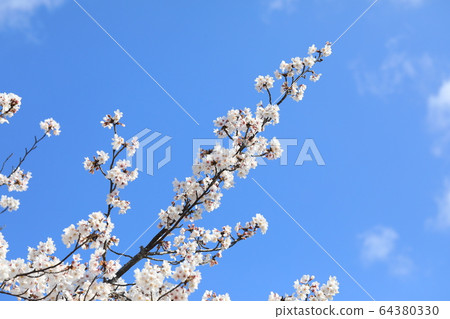 Cherry Blossoms   64380330