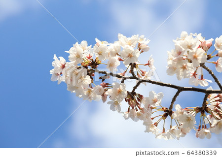 Cherry Blossoms   64380339