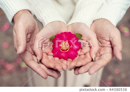 一對夫婦在亞洲夫婦雙手捧著的山茶花中響起 一對夫婦在亞洲夫婦雙手捧著的山茶花中響起 64380538