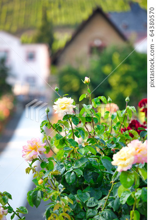 Rüdesheim rose Rüdesheim rose 64380570