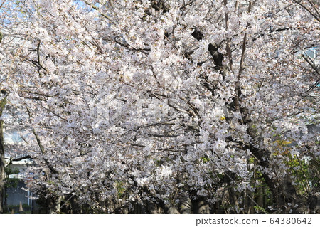 Cherry Blossoms   64380642