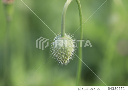 Poppy Poppy 64380651