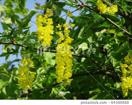 Ear of King Sari close up 64380888