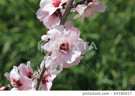 Almond flower 64380917