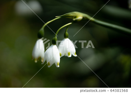 Suzuran Suzuran Suzuran是一朵可愛的小花 64381568