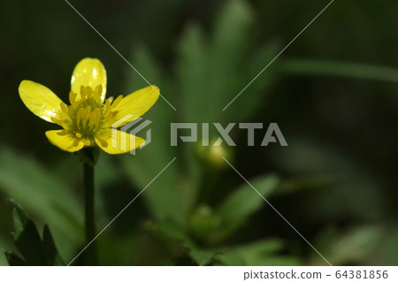 天然植物Kekituneno Button的近親，“ Kitsuneno Button”。外觀幾乎沒有區別 64381856