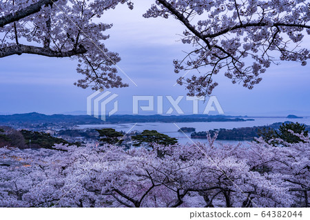 Matsushima Town, Miyagi Prefecture, cherry blossoms in full bloom and Matsu Park in the spring back, Matsushima Bay in spring 64382044
