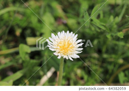 白色香蕉蒲公英 64382059