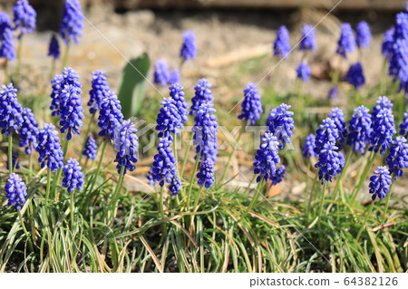 Muscari 64382126