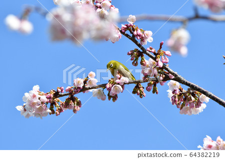 White-eye and cherry White-eye and cherry 64382219