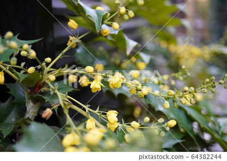 Holly nanten flower blurred before and after Holly nanten flower blurred before and after 64382244