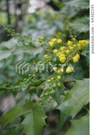 Holly nanten flowers that have begun to open Holly nanten flowers that have begun to open 64382245
