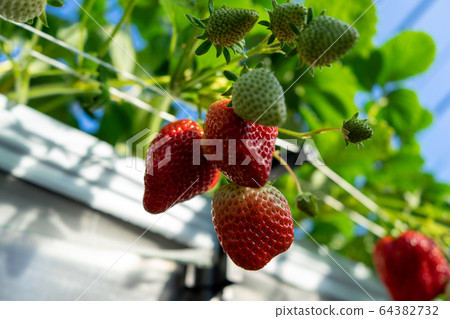 Shizuoka Prefecture strawberry picking Shizuoka Prefecture strawberry picking 64382732