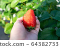 Shizuoka Prefecture strawberry picking 64382733