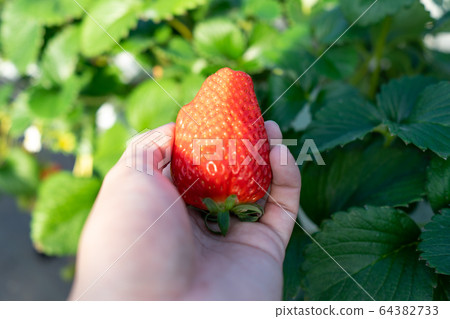 Shizuoka Prefecture strawberry picking 64382733