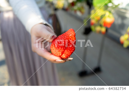 Shizuoka Prefecture strawberry picking 64382734