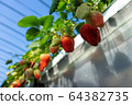 Shizuoka Prefecture strawberry picking 64382735