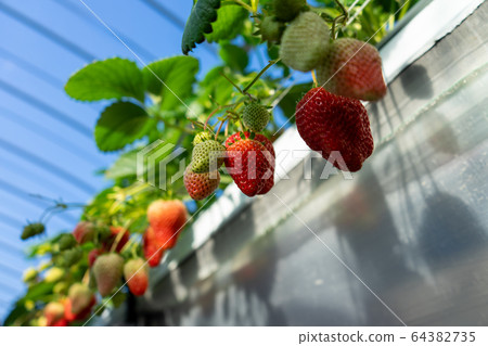 Shizuoka Prefecture strawberry picking 64382735