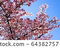 Atami cherry tree 64382757