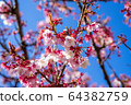 Atami cherry tree 64382759