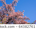 Atami cherry tree 64382761