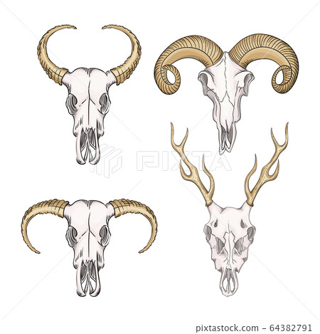 Collection of skulls of wild animals western mystical. Deer bohemian head, western vintage animal. Collection of skulls of wild animals western mystical. Deer bohemian head, western vintage animal. 64382791
