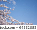  櫻花和藍天 64382883