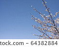  櫻花和藍天 64382884
