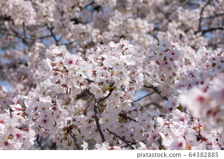 櫻桃樹 櫻桃樹 64382885