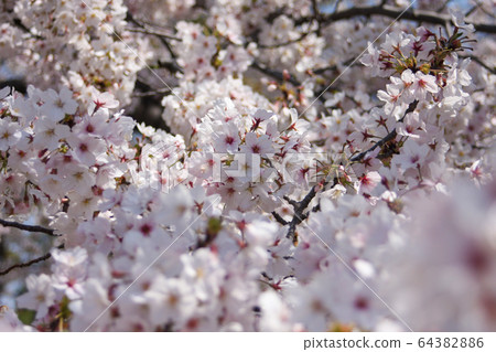 櫻桃樹 64382886