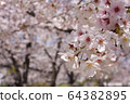 櫻桃樹 64382895