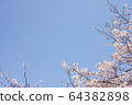  櫻花和藍天 64382898