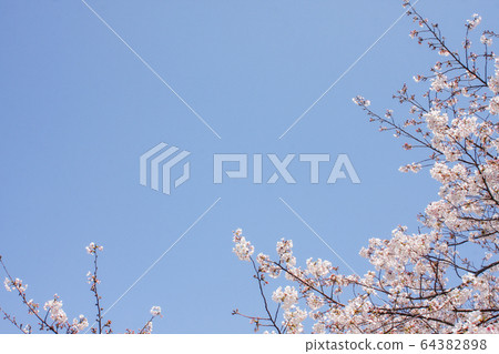  櫻花和藍天 64382898