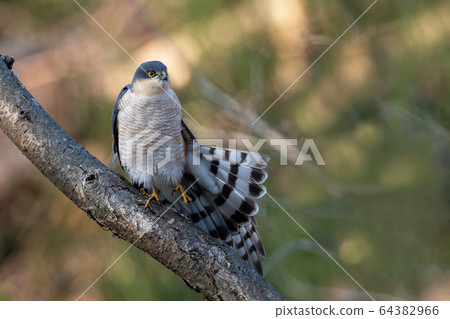 Spring hawk Spring hawk 64382966