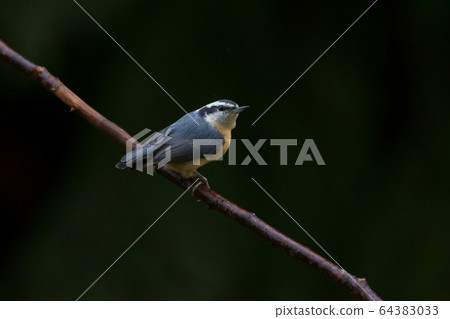 Red-breasted Nuthatch Bird 64383033