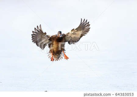 Mallard duck landing Mallard duck landing 64383053