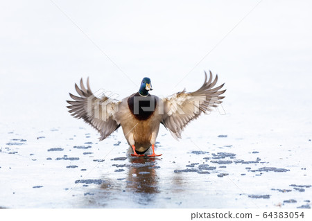 Mallard duck on ice 64383054