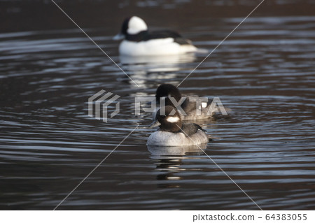 Bufflehead female birds 64383055